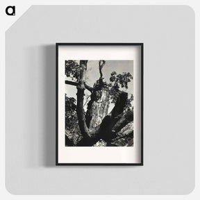 アートポスター-The Old Maple, Lake George - アルフレッド スティーグリッツ Poster.