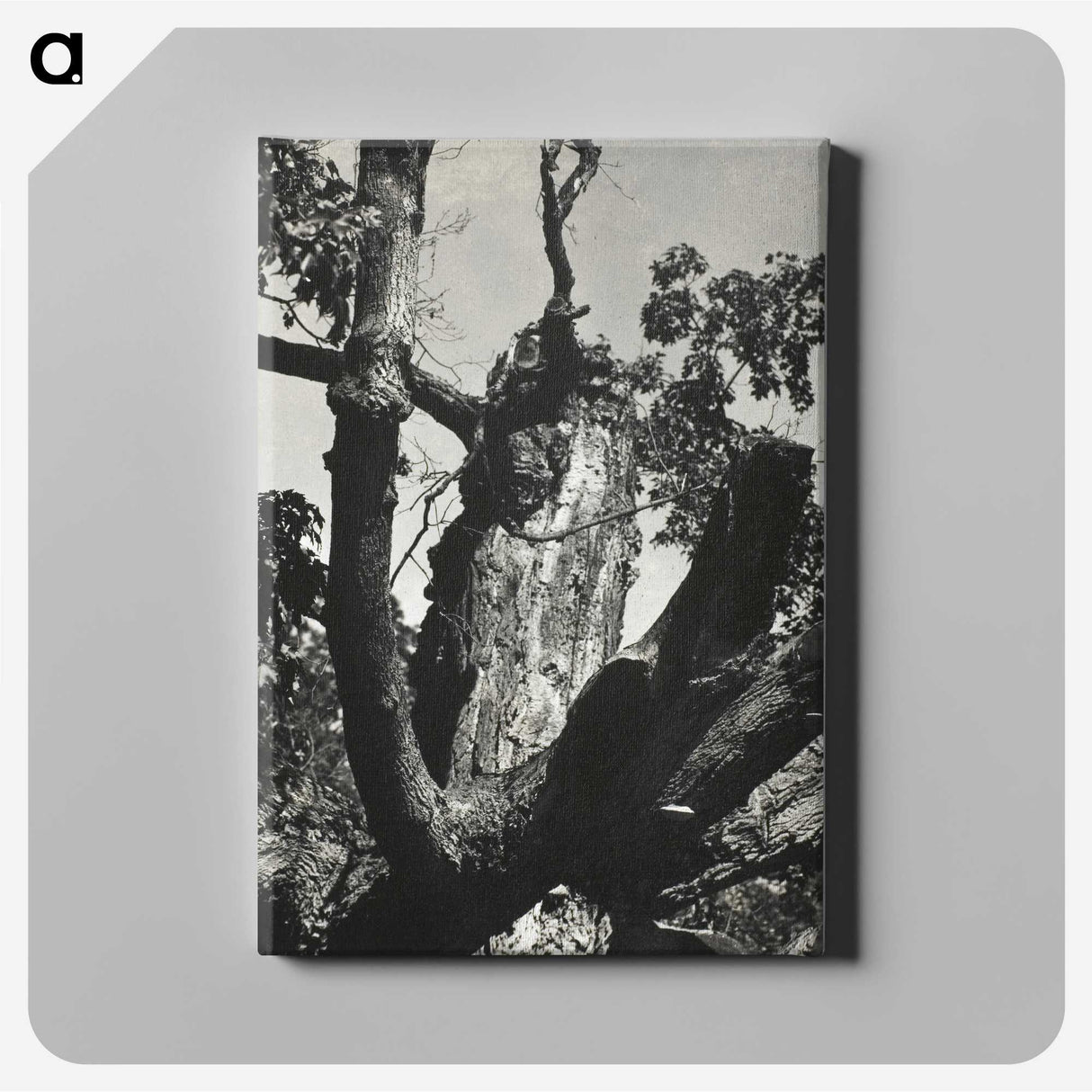 2-19_Alfred-Stieglitz_canvas