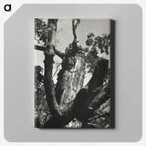 2-19_Alfred-Stieglitz_canvas