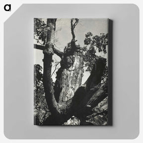 2-19_Alfred-Stieglitz_canvas