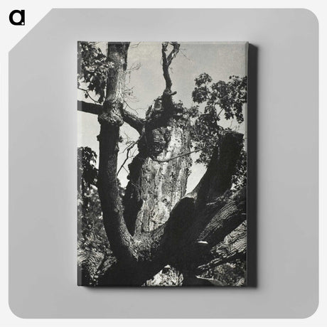 2-19_Alfred-Stieglitz_canvas