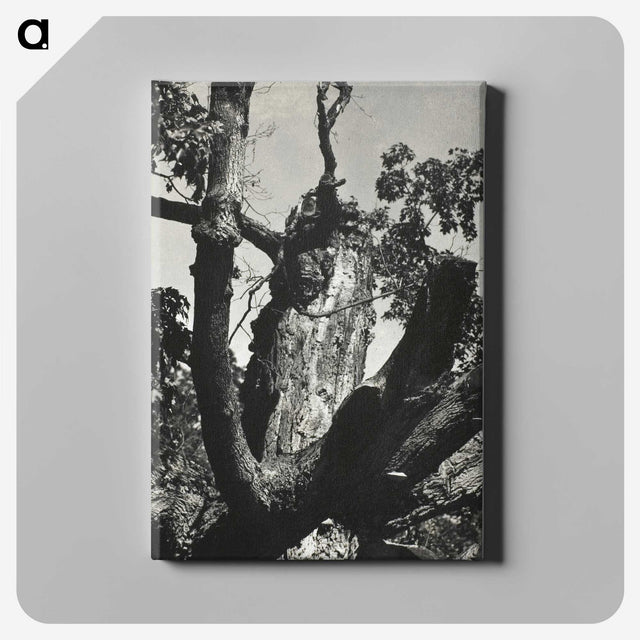 2-19_Alfred-Stieglitz_canvas