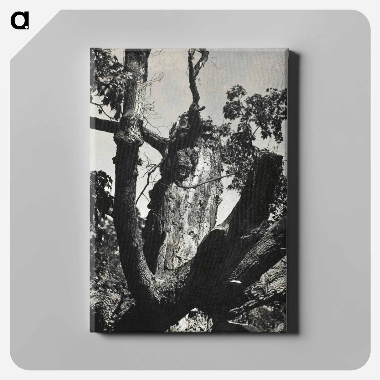 The Old Maple, Lake George - アルフレッド スティーグリッツ Canvas.