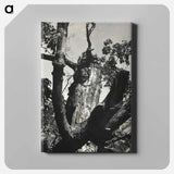 The Old Maple, Lake George - アルフレッド スティーグリッツ Canvas.