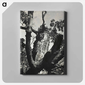 アートパネル-The Old Maple, Lake George - アルフレッド スティーグリッツ Canvas.