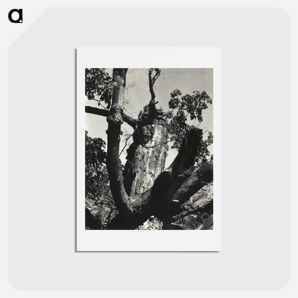 アートポストカード-The Old Maple, Lake George - アルフレッド スティーグリッツ Postcard.