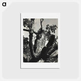 アートポストカード-The Old Maple, Lake George - アルフレッド スティーグリッツ Postcard.
