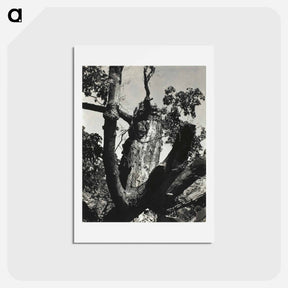 アートポストカード-The Old Maple, Lake George - アルフレッド スティーグリッツ Postcard.