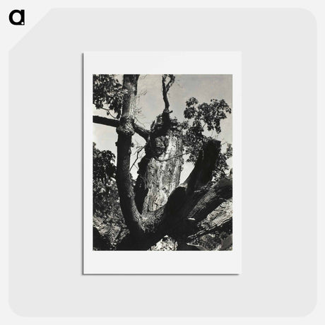 アートポストカード-The Old Maple, Lake George - アルフレッド スティーグリッツ Postcard.