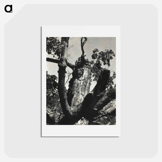 アートポストカード-The Old Maple, Lake George - アルフレッド スティーグリッツ Postcard.