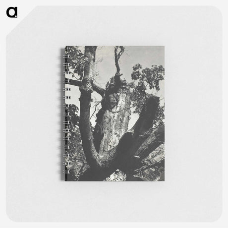 2-19_Alfred-Stieglitz_memo