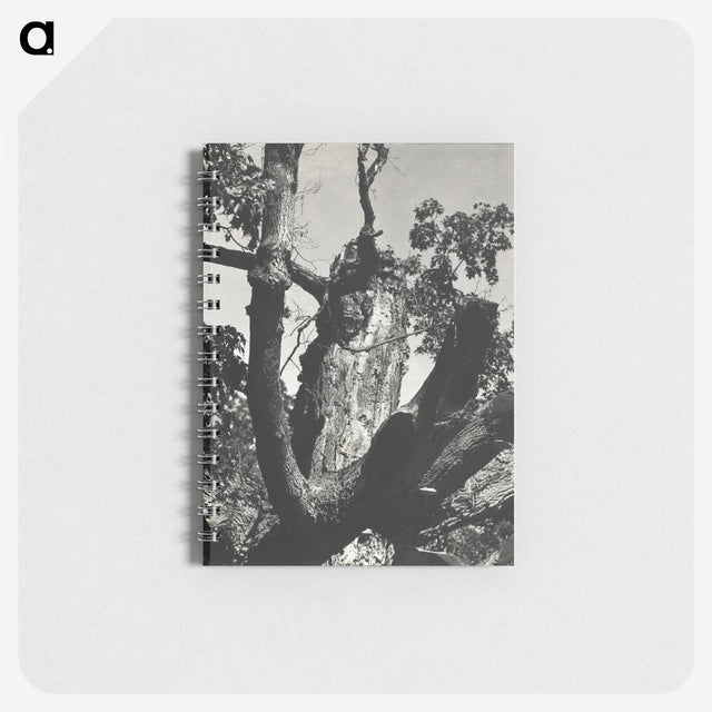 2-19_Alfred-Stieglitz_memo