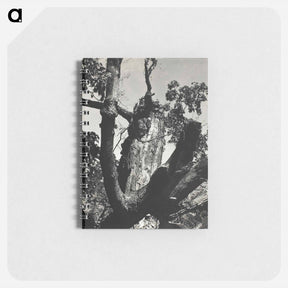 アートメモ帳-The Old Maple, Lake George - アルフレッド スティーグリッツ Memo.