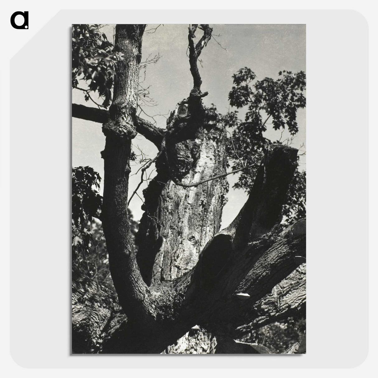 2-19_Alfred-Stieglitz_picture-crop