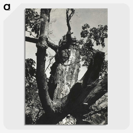 2-19_Alfred-Stieglitz_picture-crop