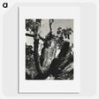 2-19_Alfred-Stieglitz_picture