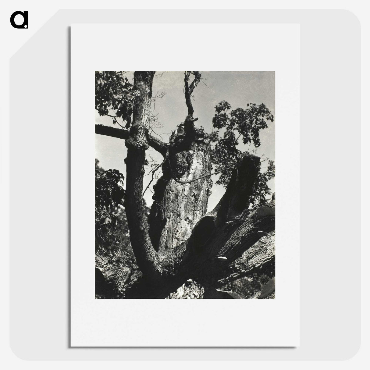 2-19_Alfred-Stieglitz_picture