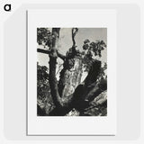 2-19_Alfred-Stieglitz_picture