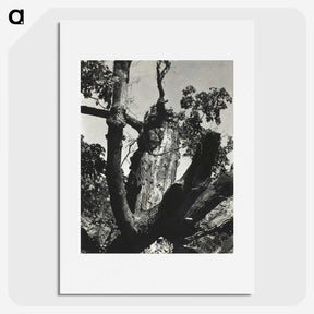 2-19_Alfred-Stieglitz_picture