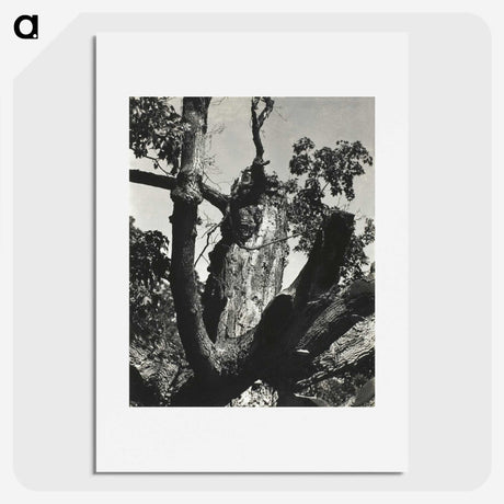 2-19_Alfred-Stieglitz_picture