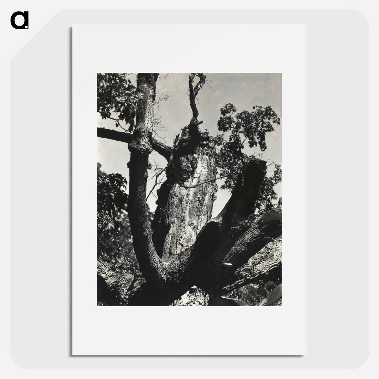 The Old Maple, Lake George - アルフレッド スティーグリッツ Poster.