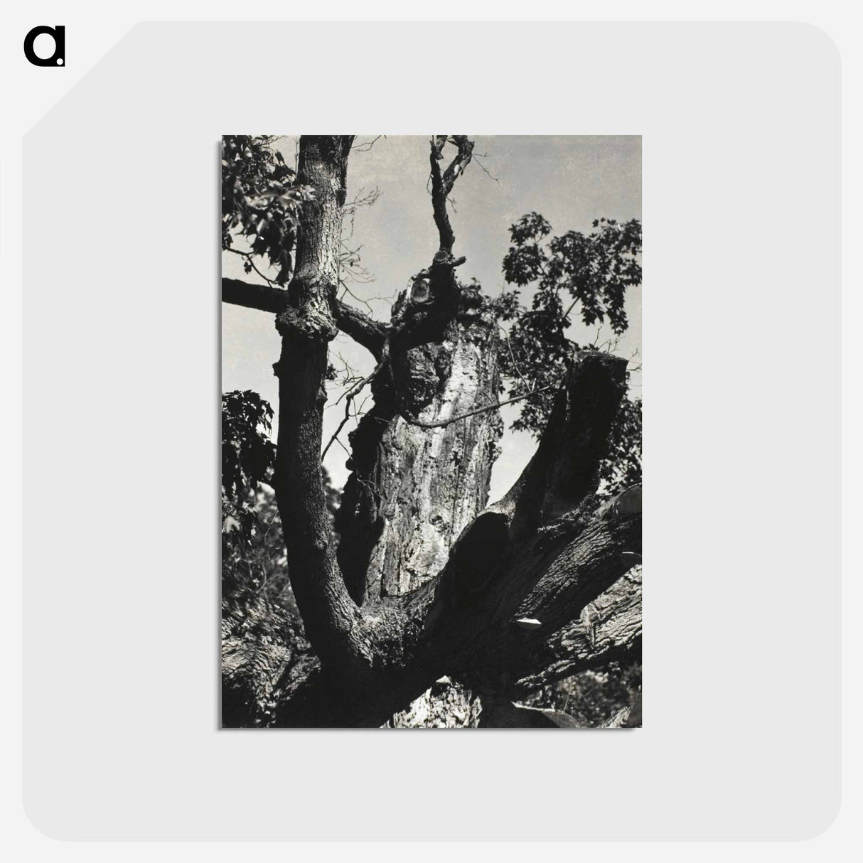 アートポストカード-The Old Maple, Lake George - アルフレッド スティーグリッツ Postcard.