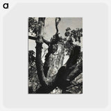 アートポストカード-The Old Maple, Lake George - アルフレッド スティーグリッツ Postcard.