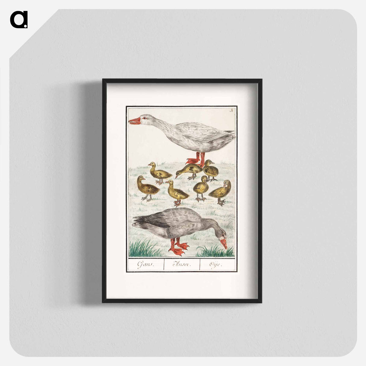 Farm goose or a house goose - アンセルムス ボエティウス デ ブート Poster.