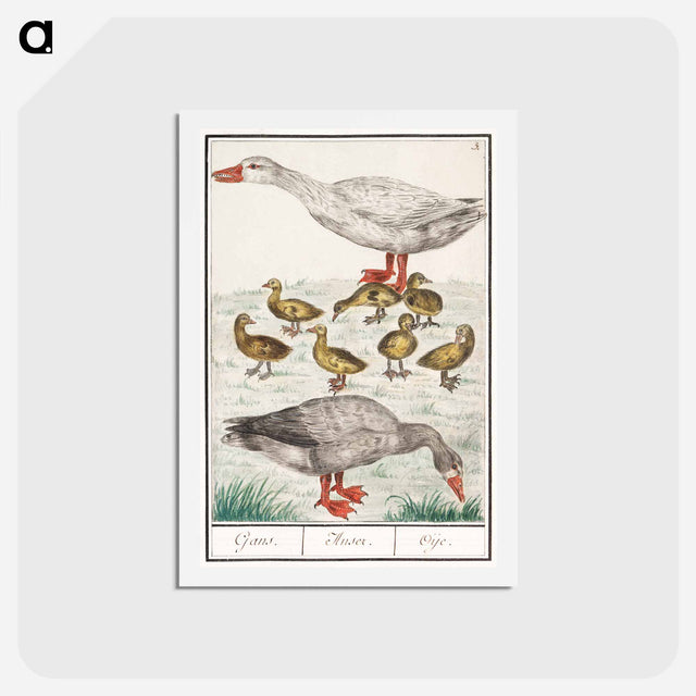 アートポストカード-Farm goose or a house goose - アンセルムス ボエティウス デ ブート Postcard.