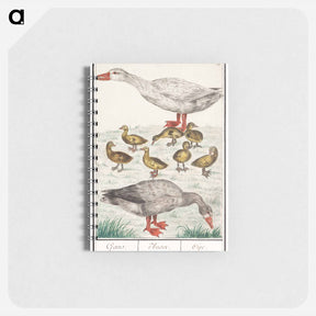 アートメモ帳-Farm goose or a house goose - アンセルムス ボエティウス デ ブート Memo.