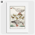 2-19_Anselmus-Boetius-de-Boodt_picture