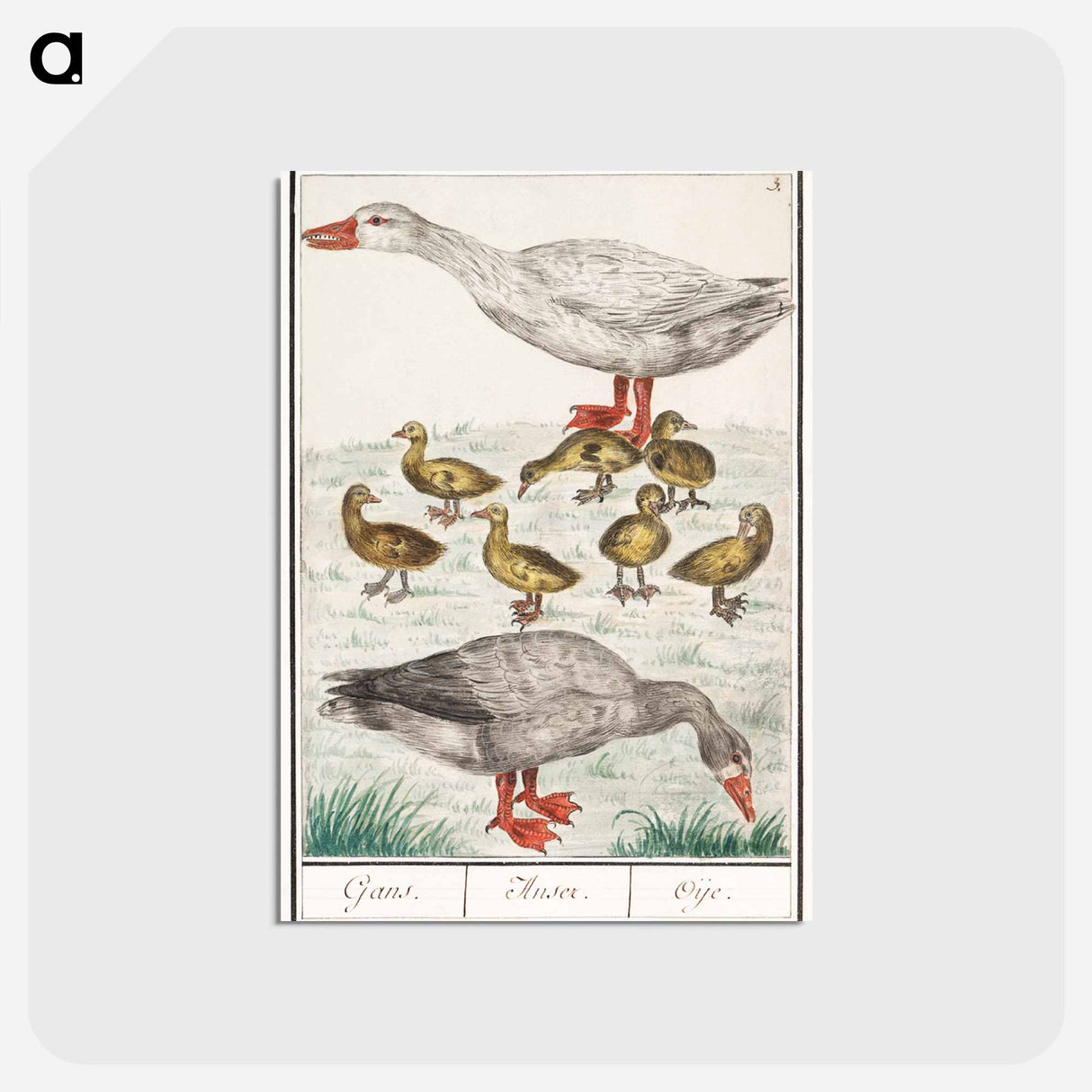 アートポストカード-Farm goose or a house goose - アンセルムス ボエティウス デ ブート Postcard.