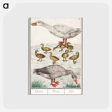 アートポストカード-Farm goose or a house goose - アンセルムス ボエティウス デ ブート Postcard.