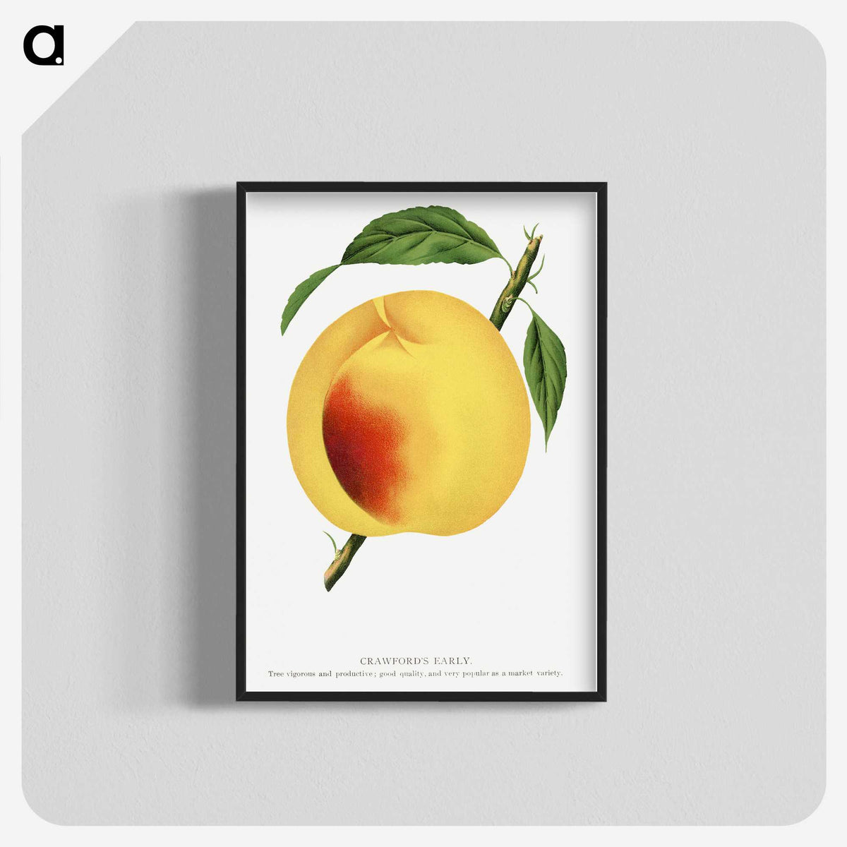 2-19_Botanical-Specimen-Plates_blk-crop
