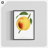 2-19_Botanical-Specimen-Plates_blk-crop
