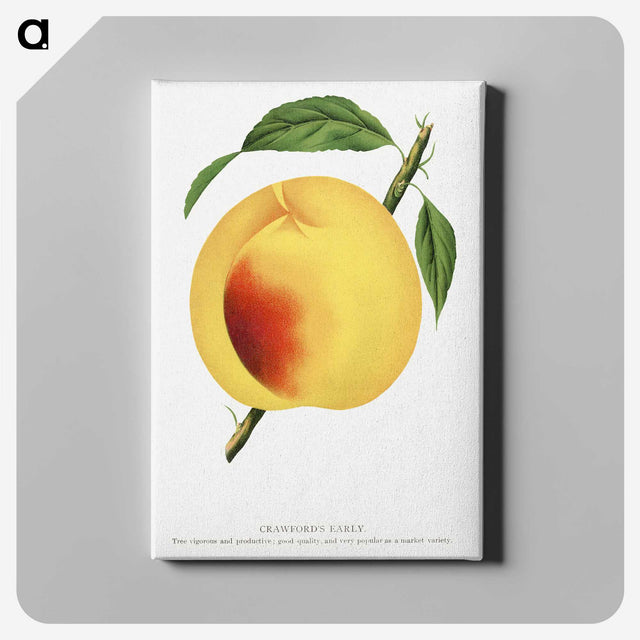 2-19_Botanical-Specimen-Plates_canvas