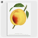 2-19_Botanical-Specimen-Plates_picture-crop