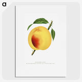 2-19_Botanical-Specimen-Plates_picture