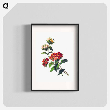 アートポスター-Sweet William Flower, from Poets in the Garden
 - 大英図書館 Poster.