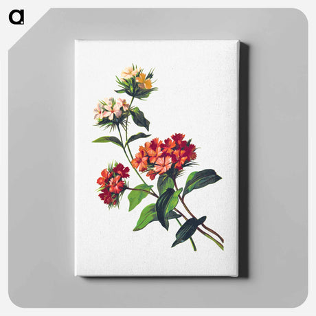 アートパネル-Sweet William Flower, from Poets in the Garden
 - 大英図書館 Canvas.
