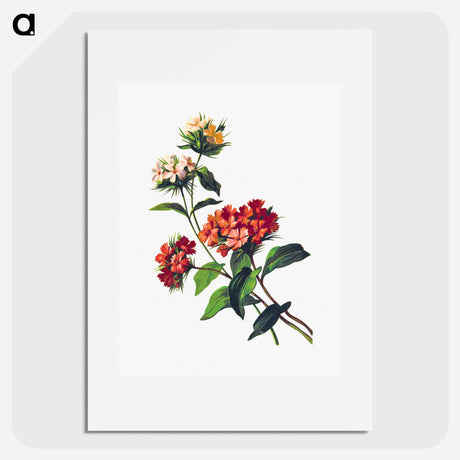 アートポスター-Sweet William Flower, from Poets in the Garden
 - 大英図書館 Poster.