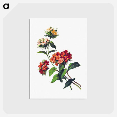 アートポストカード-Sweet William Flower, from Poets in the Garden
 - 大英図書館 Postcard.