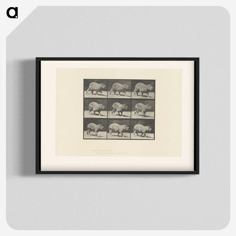 2-19_Eadweard-Muybridge_blk-crop