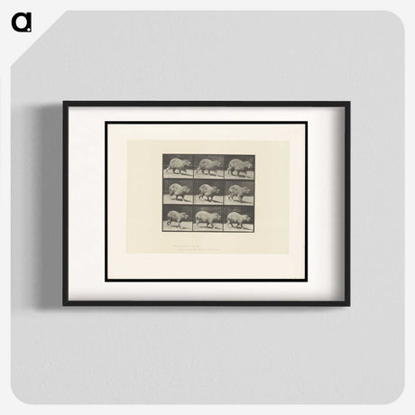 2-19_Eadweard-Muybridge_blk