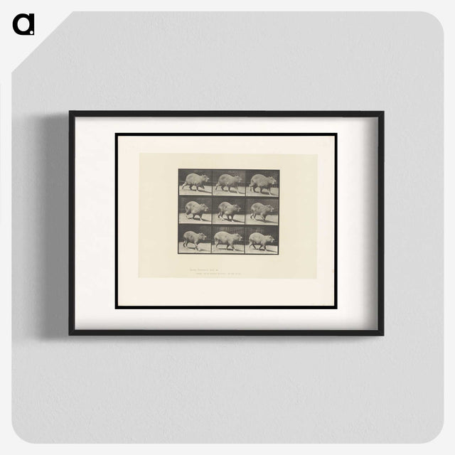 2-19_Eadweard-Muybridge_blk