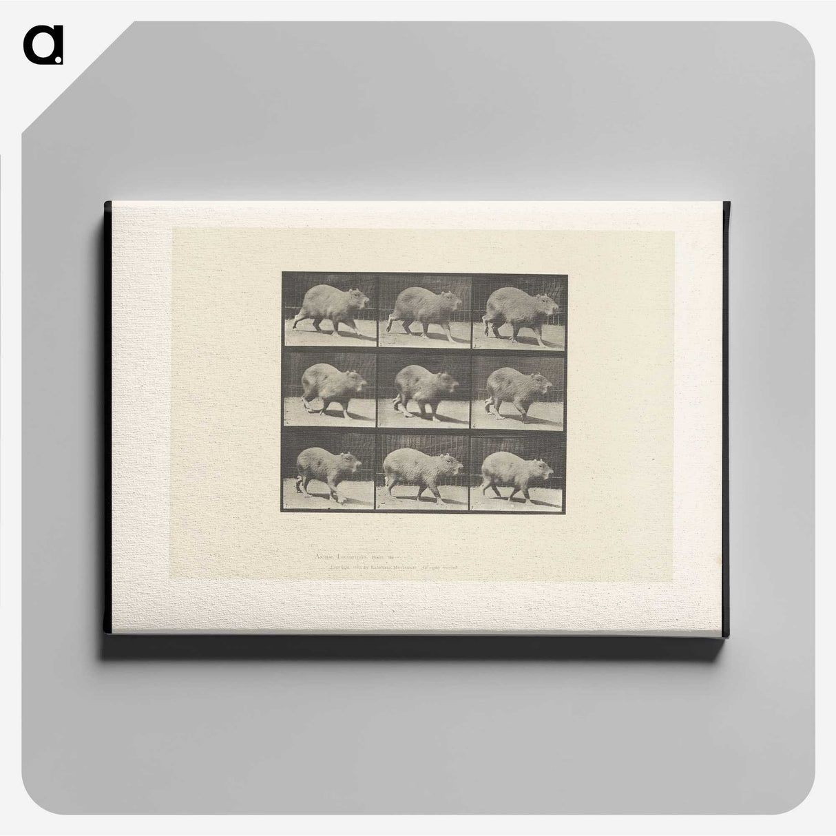 2-19_Eadweard-Muybridge_canvas