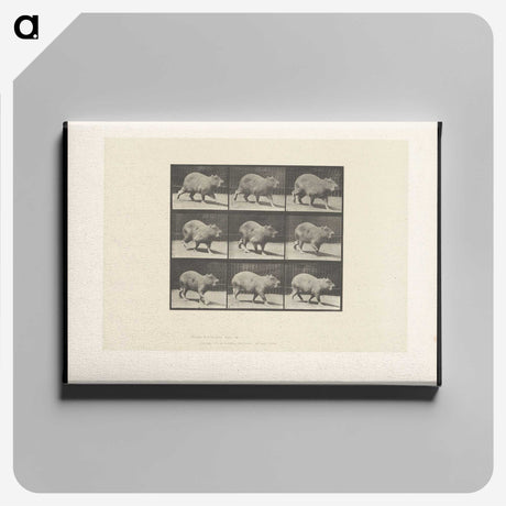 2-19_Eadweard-Muybridge_canvas