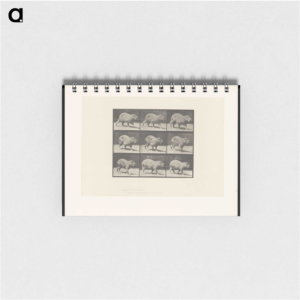 2-19_Eadweard-Muybridge_memo