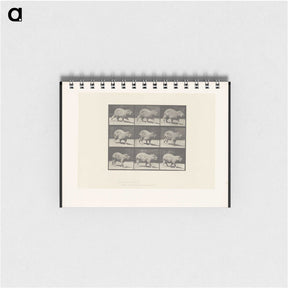 2-19_Eadweard-Muybridge_memo