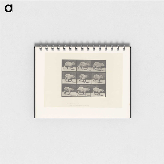 2-19_Eadweard-Muybridge_memo